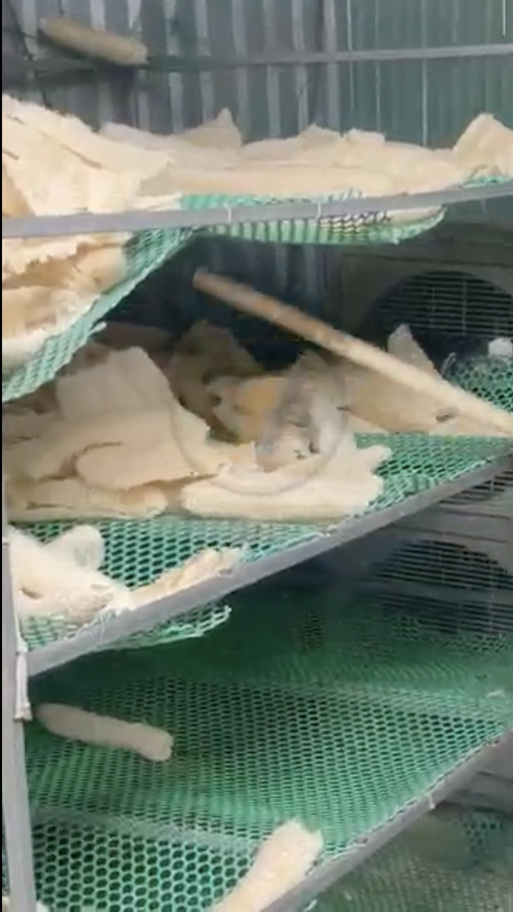 Natural loofah fiber laid out to dry on open-air mesh racks with wooden turning sticks used to flip the fiber