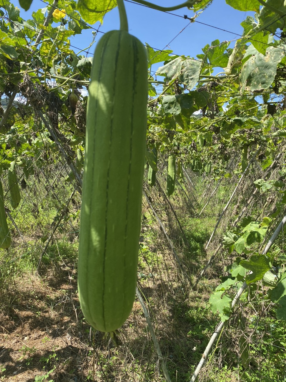 Young natural loofah gourd hanging on the vine at a Vietnam loofah farm