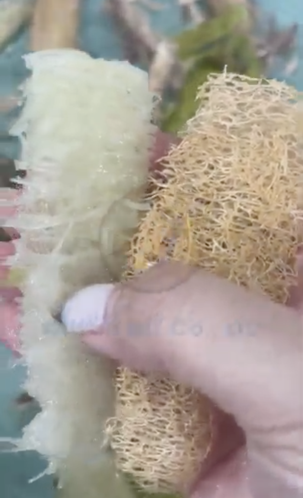 Hand comparing young loofah fiber and matured 6-month loofah fiber side by side