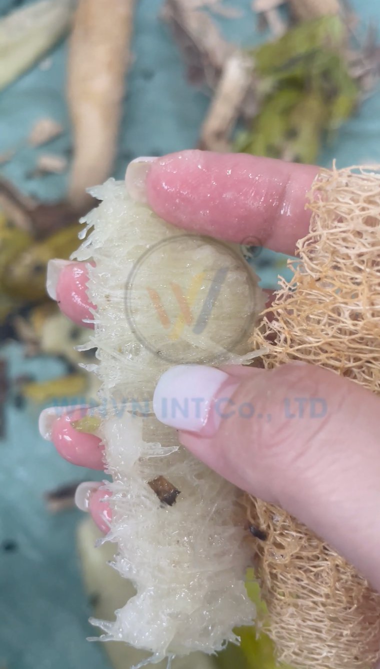 Comparison of young loofah fiber and matured 6-month loofah fiber